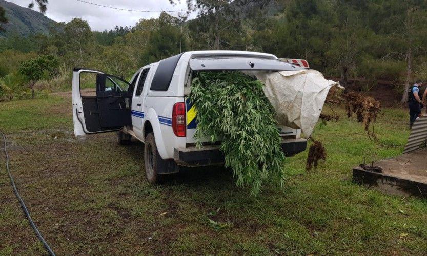 3000 pieds trouvés sur Houaïlou