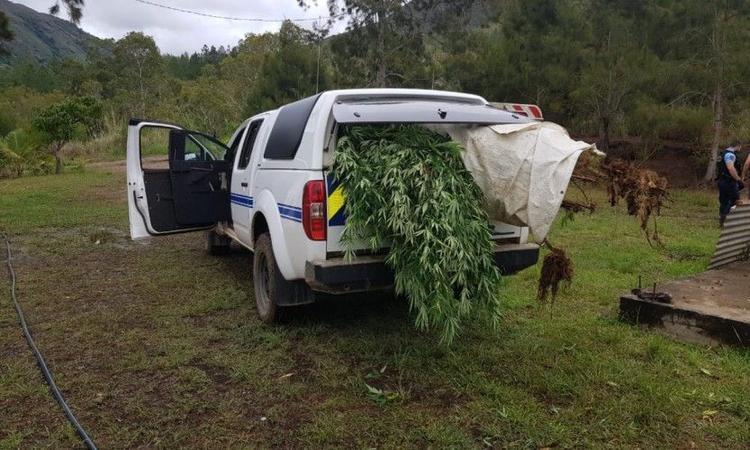 3000 pieds trouvés sur Houaïlou