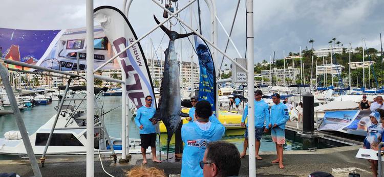 Un marlin de plus de 230kg sorti lors du dernier concours de pêche au gros de l'année