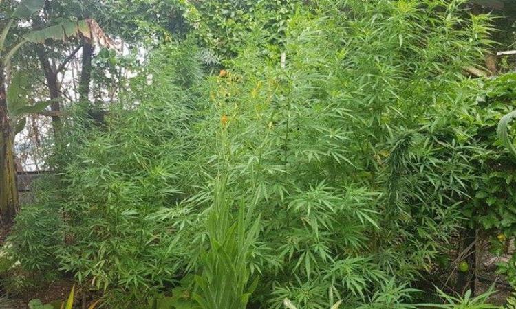 Des pieds de 3 mètres en ville!