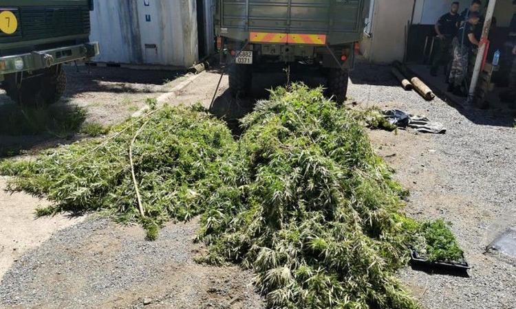 Houailou. 1 400 pieds arrachés