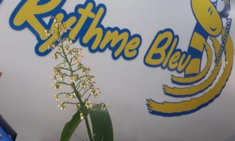Le 1er mai, le jour du muguet!