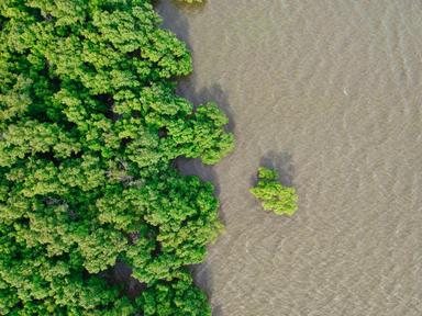 Mangrove.jpg