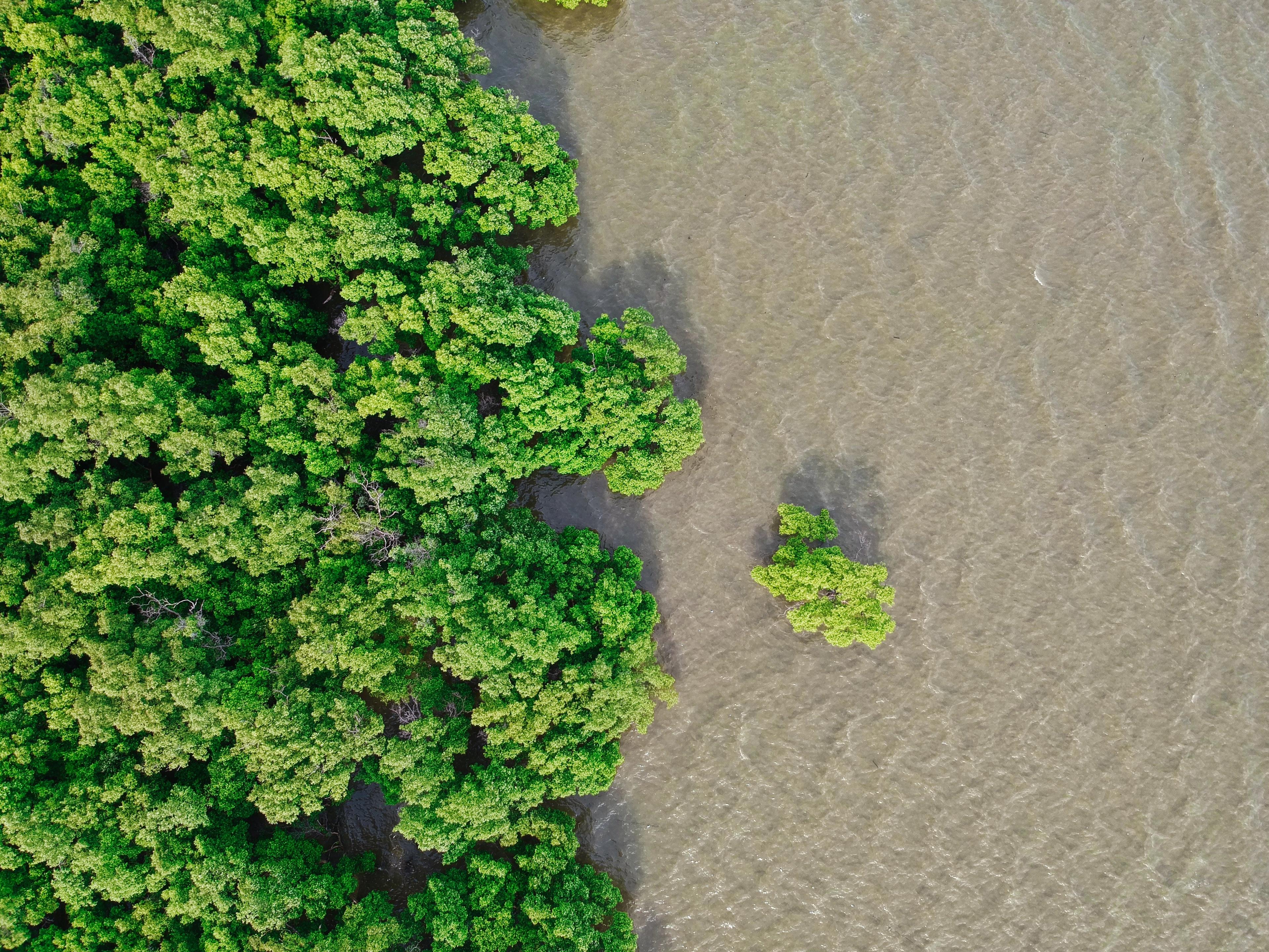 Mangrove.jpg