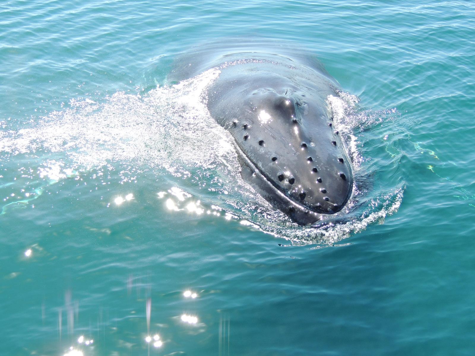 Baleine photo jérémy coulson