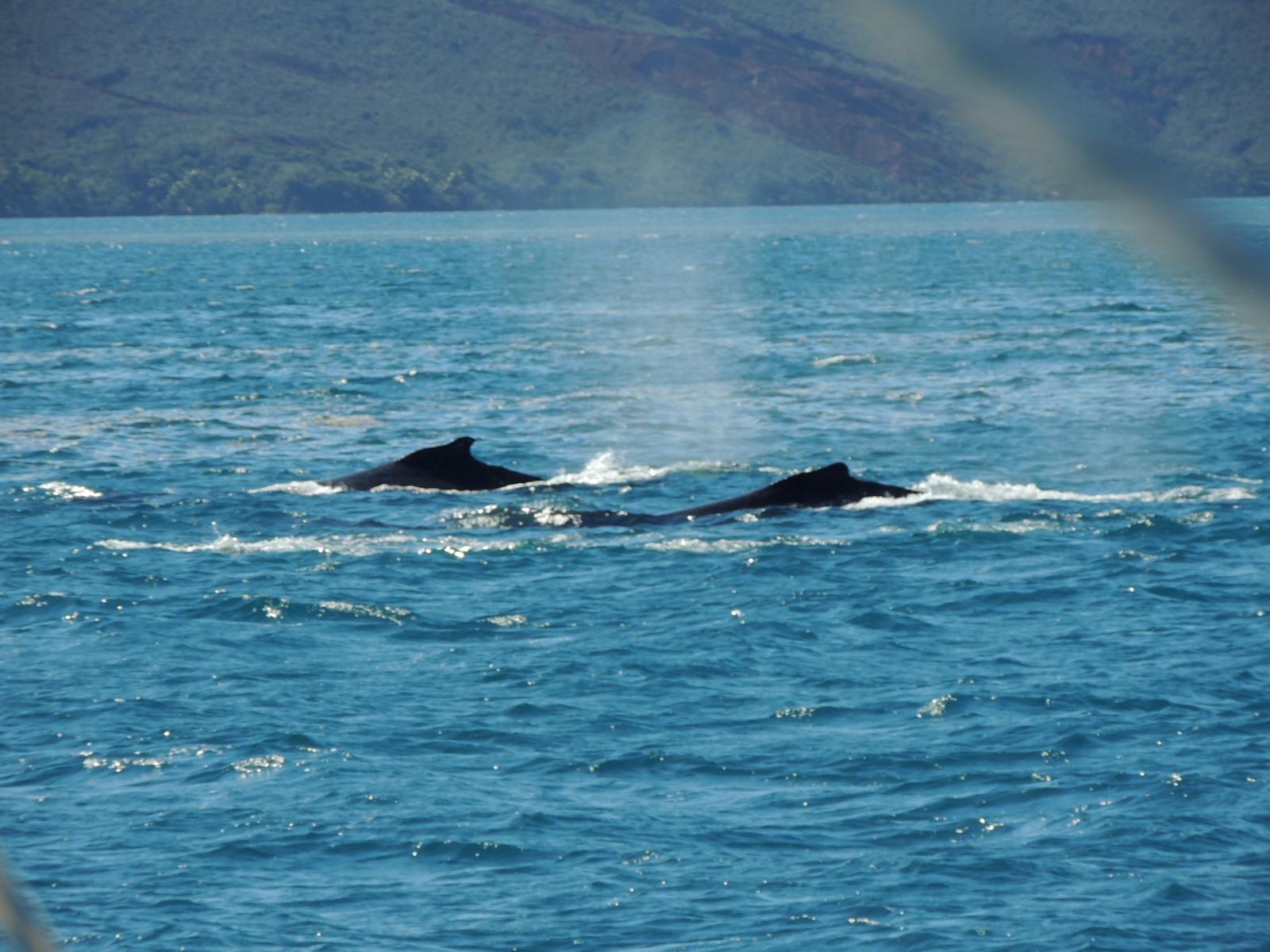 baleines à bosse