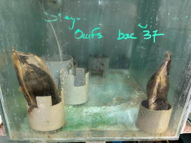 requin léopard oeuf.jpg