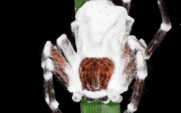 cordyceps société mycologique.png