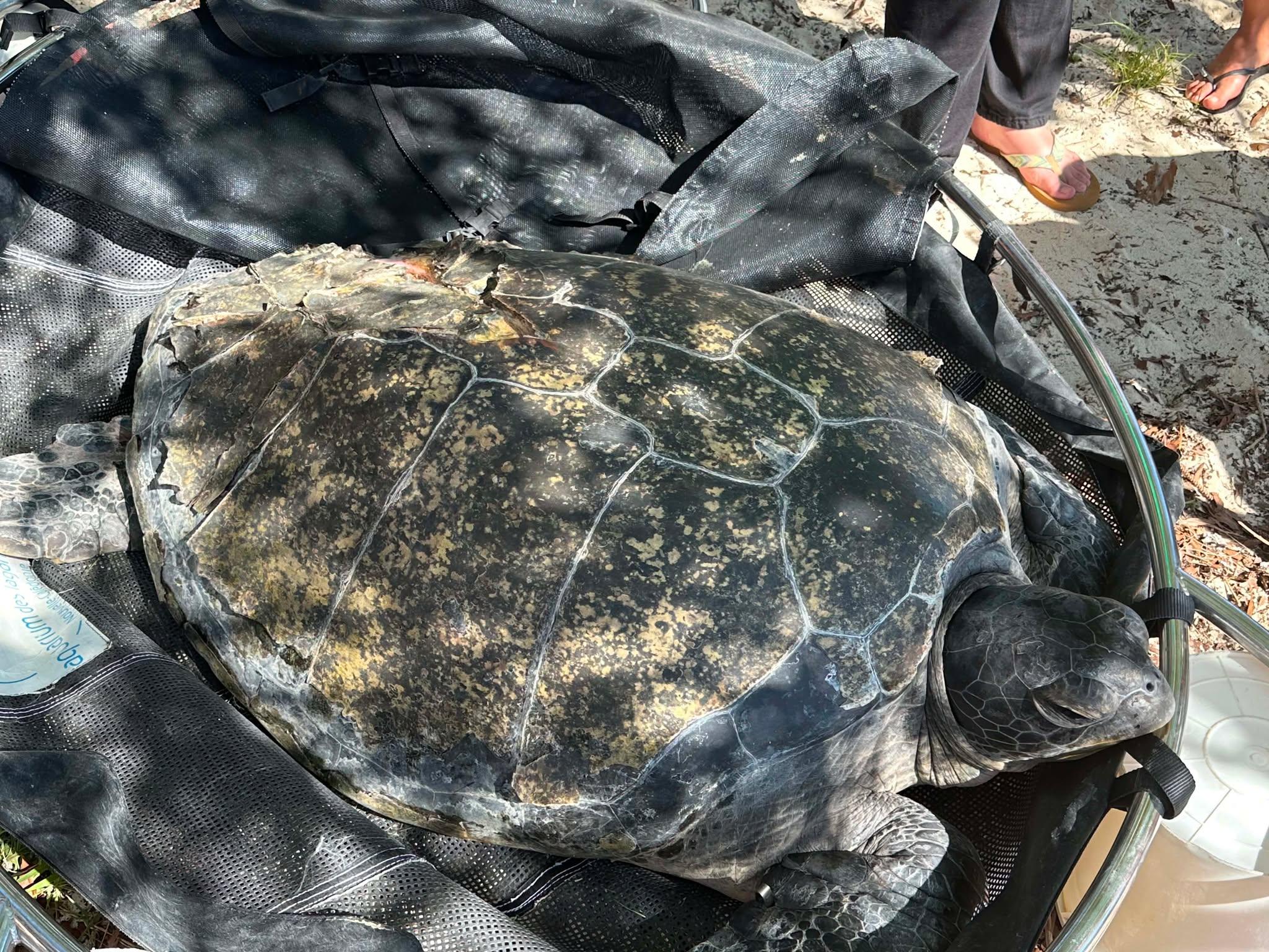 Tortue relâchée