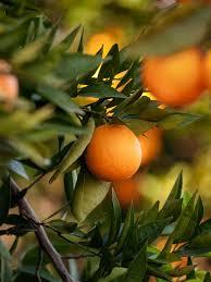 IMAGE ORANGE