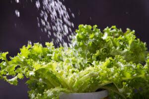 SALADE LAITUE