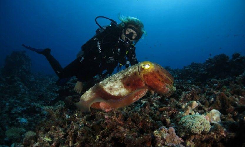 6 mois d'arrêt pour Amédée Diving