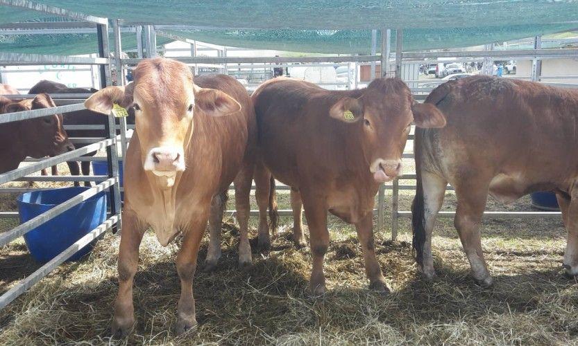 Bourail. Rodéo en nocturne ce soir