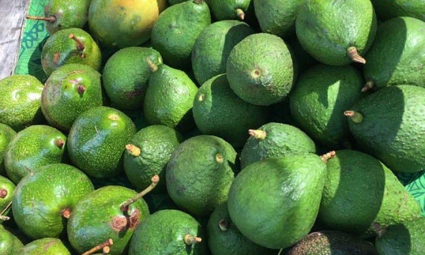 Fin ce soir de la Fête de l’avocat