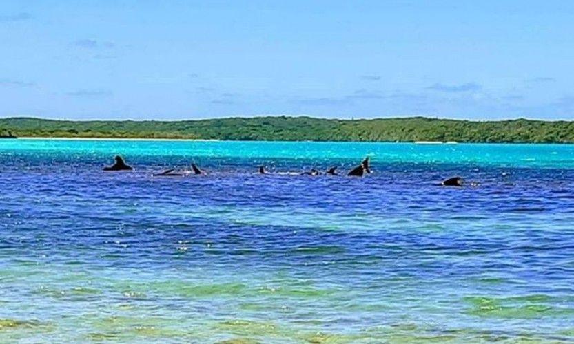 L'opération de sauvetage continue