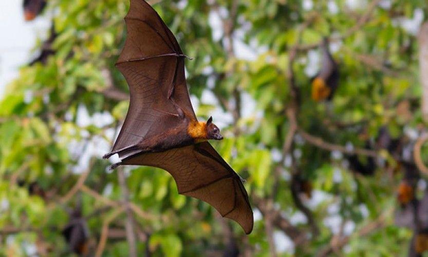 Notou-roussette. La chasse ouverte