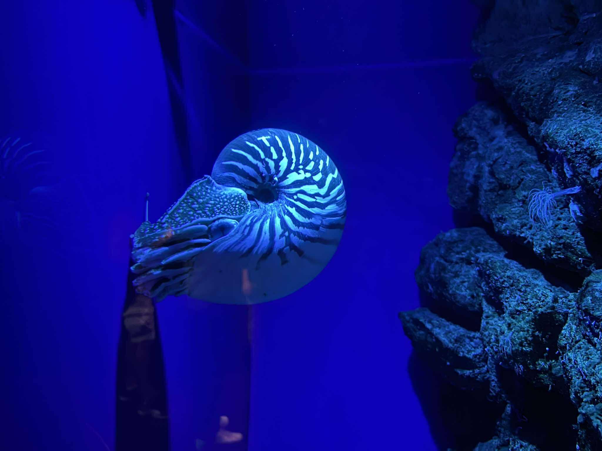 aquarium nautile.jpg
