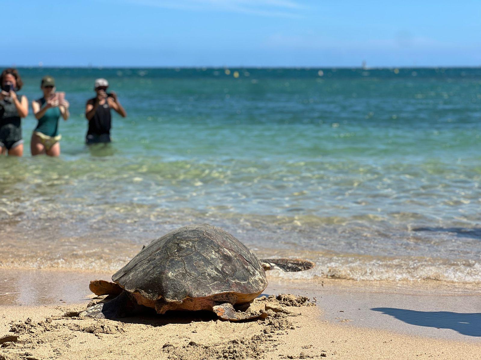Sammy tortue grosse tête 2025 2.jpg