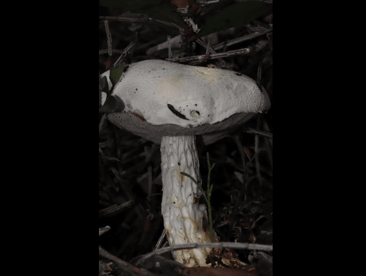 champignon socciété mycologique.png