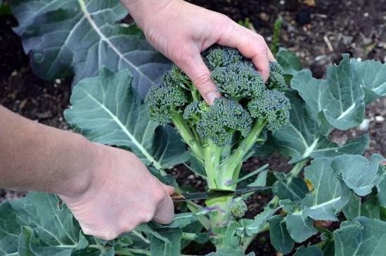 brocoli